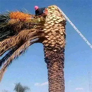 Landscaping Image 11